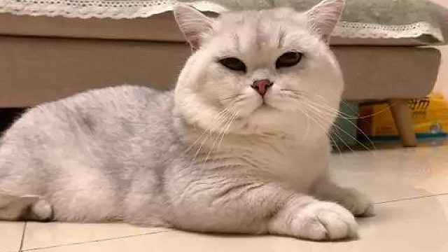 猫咪母子分开多久会不认识？