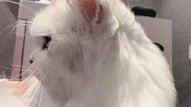 我家猫，胡子比我头发还长