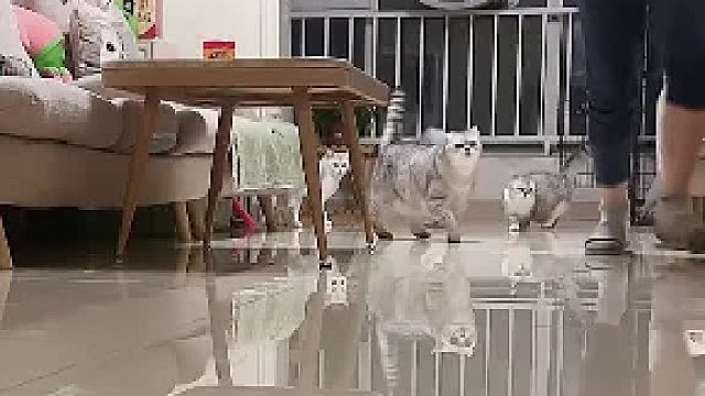 猫咪在什么情况下，才会弹簧步呢？