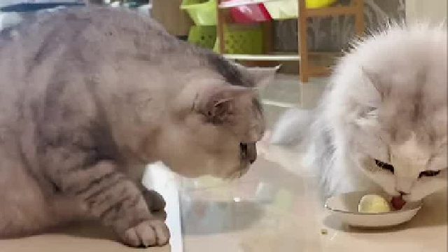 没见过这么凶的矮脚猫