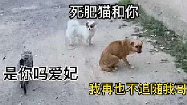 哥！快看啊！小黄出来啦