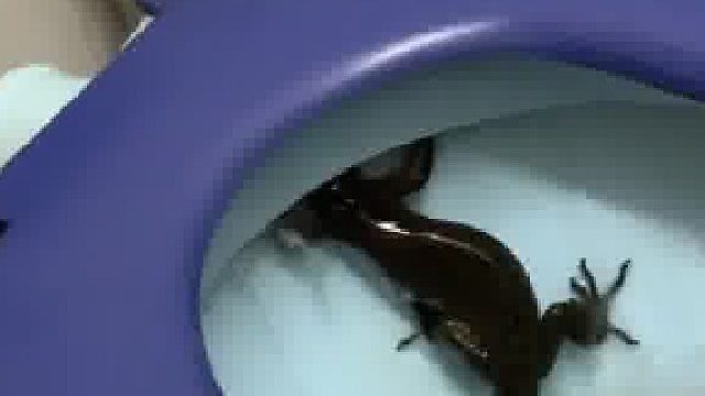 去马来西亚旅行的要注意了，一定要检查马桶……