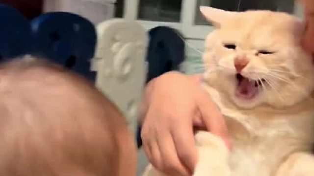 我的哥哥是一只猫