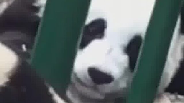 隔壁熊猫：考虑过我的心情吗