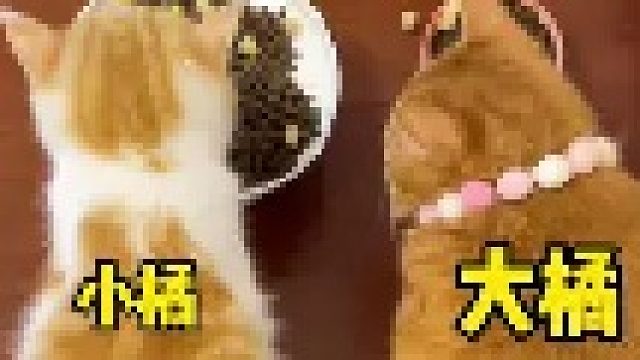 哎！原来小猫咪真的会争风吃醋～