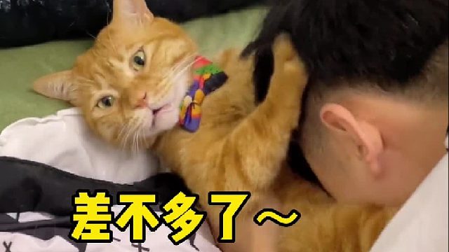 别的是人吸猫，到我变成了猫吸人