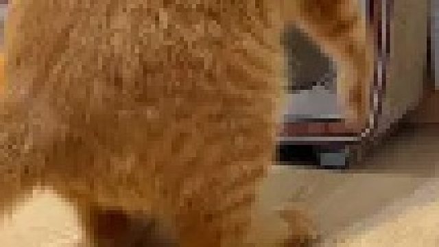 我家猫是不是要变成人了？