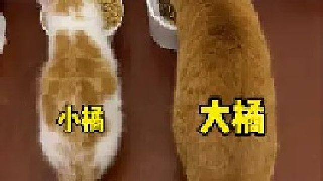 原来小猫咪真的会吃醋，我该怎么调节它们的关系呢！