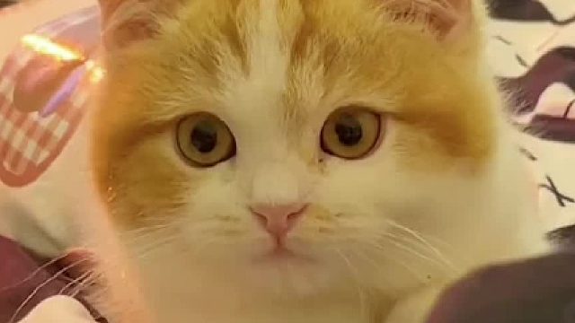 我也不想被钓呀，可是它对我笑诶