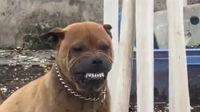 狗子只有牙是凶的，其他处处怂