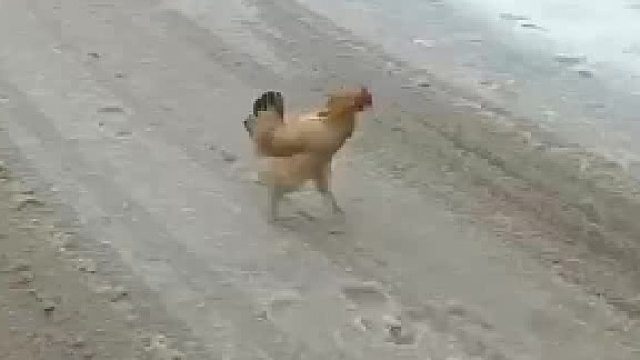 鸡看到下雪会怎么样？ 会鸡冻，非常非常鸡冻，鸡冻到腿都直了