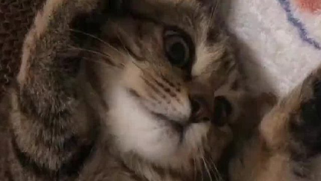 奇怪，明明你挠的是它但我想笑