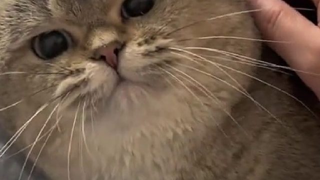 不懂就问，这到底是什么牌子的猫