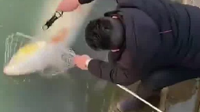 哦豁煮熟的鸭子飞了