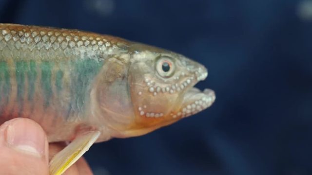 这是一道送分题，谁知道我手里的这个是啥鱼？