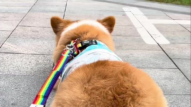 小狗也喜欢肤白貌美大长腿