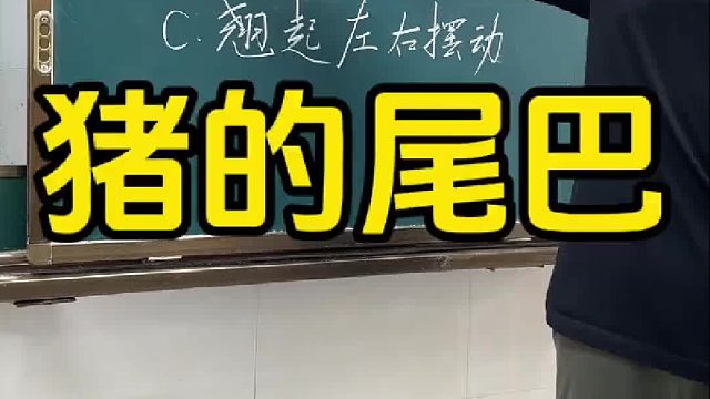 猪心情好的时候，尾巴会怎么动？