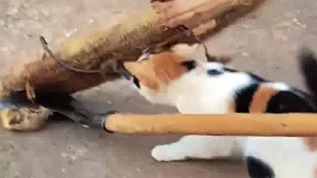 哈哈哈起因经过结果