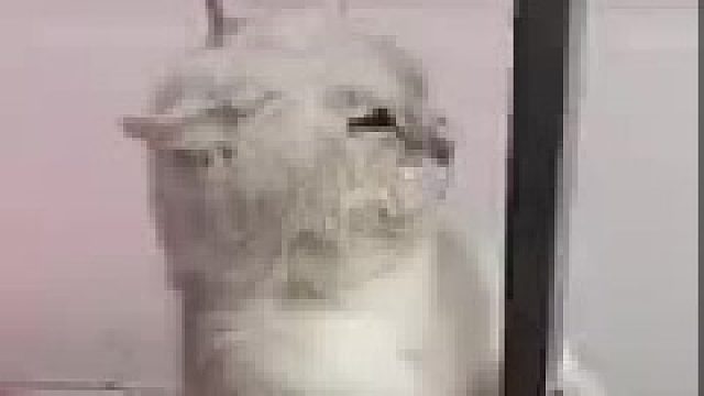 猫：你莫把老子吹跑咯