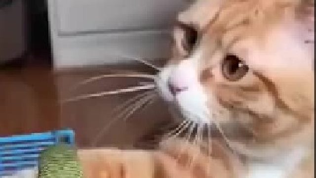 完美演示了什么叫爱不释手，看来是真心的想吃啊