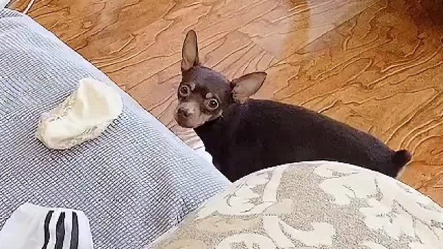 这狗属实有点欠