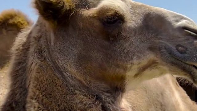 沙漠遇到渴死的骆驼，为什么不能碰02