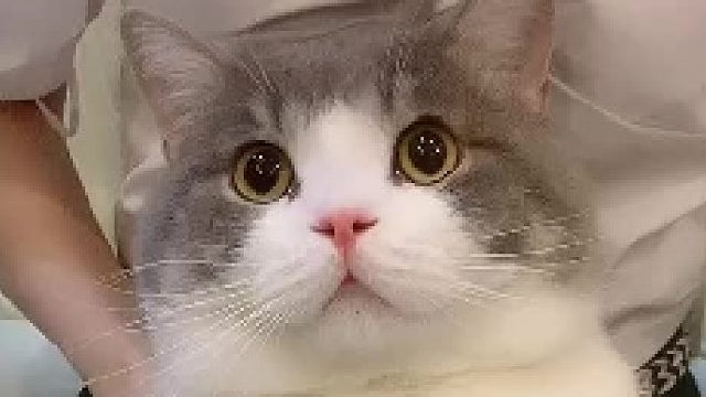 再次挑战拍猫肚皮