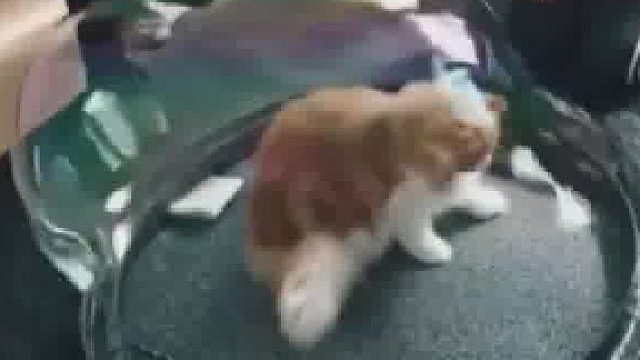 猫：次……次元壁？