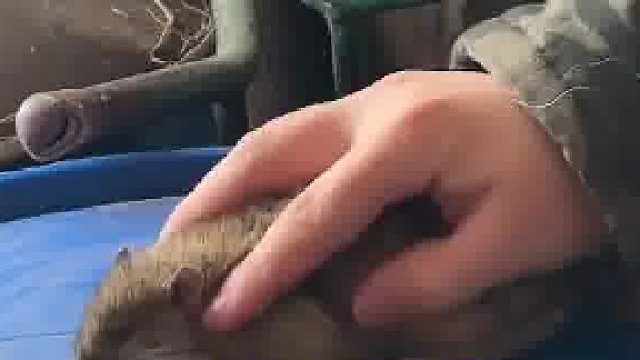 这才是真正的“鼠”标 女孩发现牛棚里冻了一只大老鼠