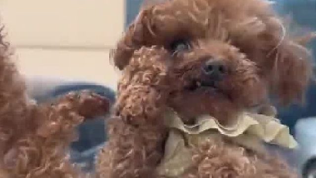 网友晒自家“功夫小狗”，网友：请叫我瑜伽侠或者思想者