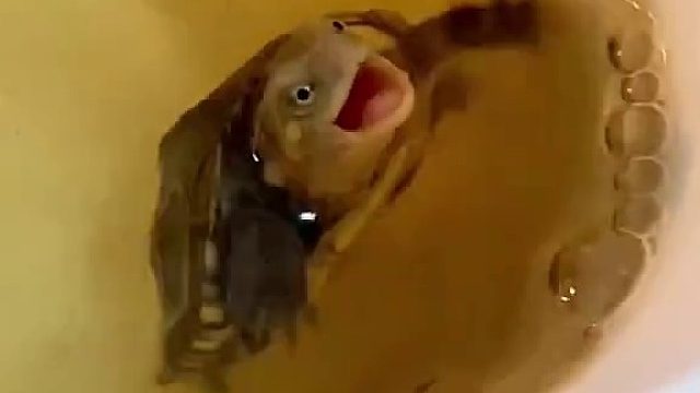 就不给你吃，你能奈我何