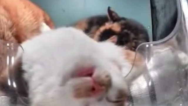 别人：米饭让我充满了力量