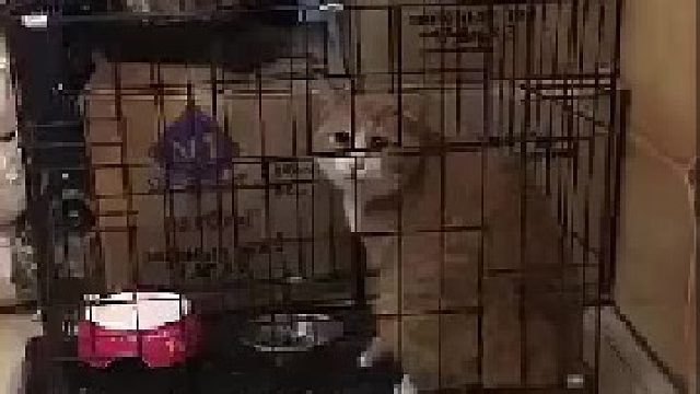 每天学一个单词，一年后就去考清华北大