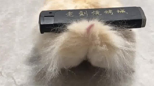 鼠鼠我呀屁屁很翘哦