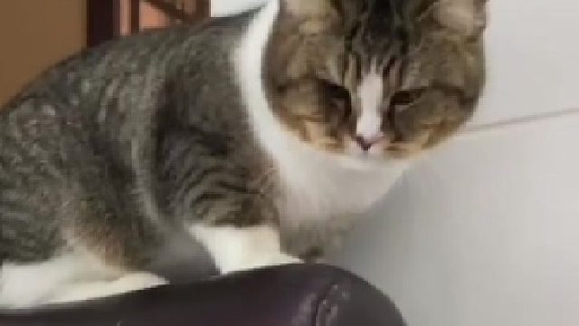 小猫咪你….. 小姨一天天的净操些damn心⋯