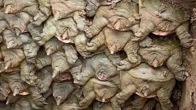 鳖挤了，鳖挤了！动不了啊