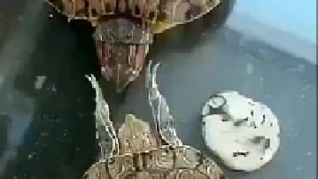 这是乌龟之间交流感情的方式吗？