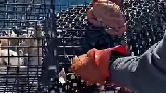 蟹老板怀了痞老板。