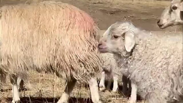 这小羊也太有镜头感了吧