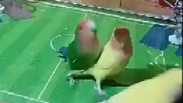 这些鹦鹉成精了，竟然还知道谁和谁是一队