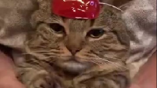 主银握着小胖喵的手教它跳舞，超乖超萌啊。 。。果然是别人家的喵