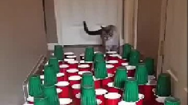 主子也有傻乎乎的，最后一只对得起自己的肤色 _