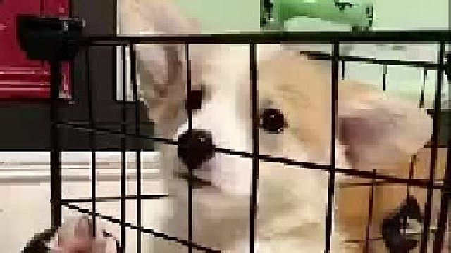 “受了委屈不开心，长的这么好看还舍得说我，做狗好难哦_”