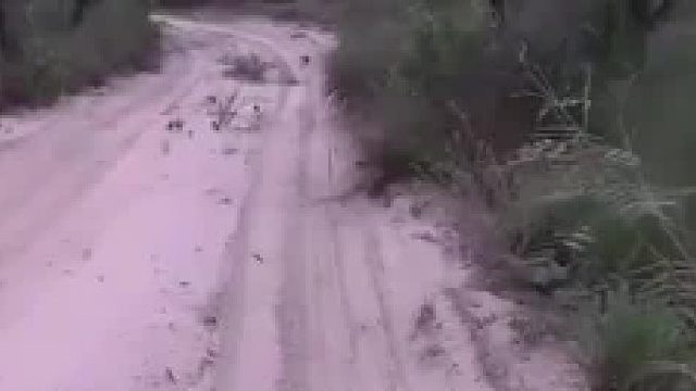 巴西一网友拍到犰狳秒变足球。