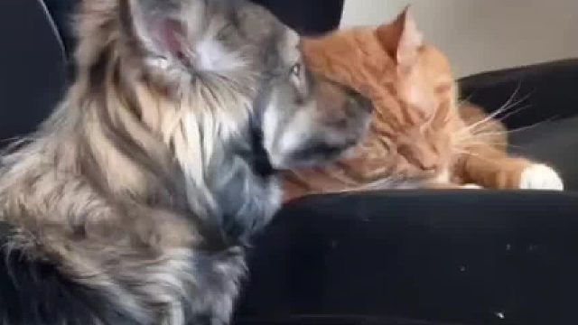 汉子猫：隔这舔我真想一巴掌呼你