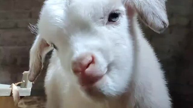 好拽的小羊：我就起，早睡早起皮肤好