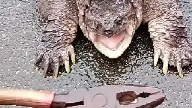 这就是所谓的吃软怕硬