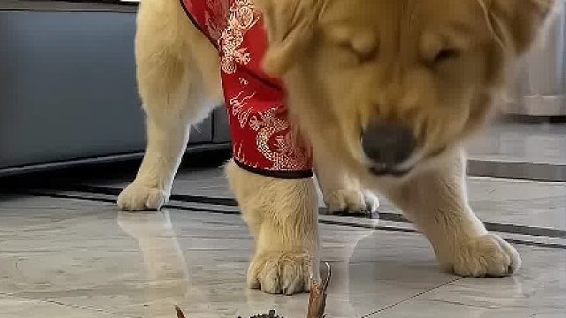 金狮献瑞，欢度龙年，祝大家新年财源广进，阖家欢乐