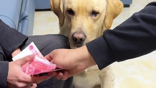 狗子长大了，不好忽悠了… ​