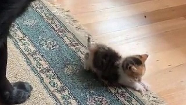 监护人高度警惕地看着两个熊孩子